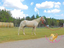 Melody - Tw Palomino Mare Horse