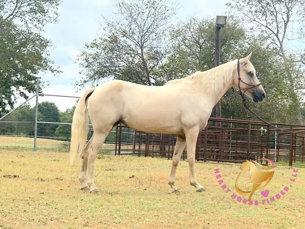 Melody - Tw Palomino Mare Horse