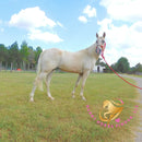 Melody - Tw Palomino Mare Horse