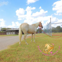 Melody - Tw Palomino Mare Horse