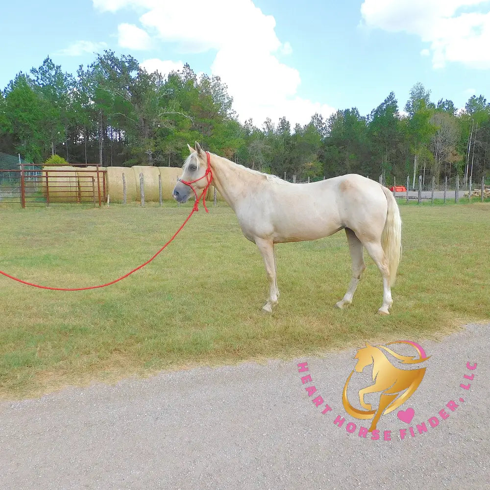 Melody - Tw Palomino Mare Horse