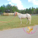 Melody - Tw Palomino Mare Horse