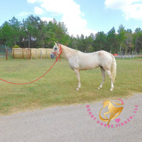 Melody - Tw Palomino Mare Horse