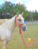 Melody - Tw Palomino Mare Horse