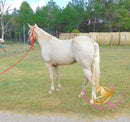 Melody - Tw Palomino Mare Horse