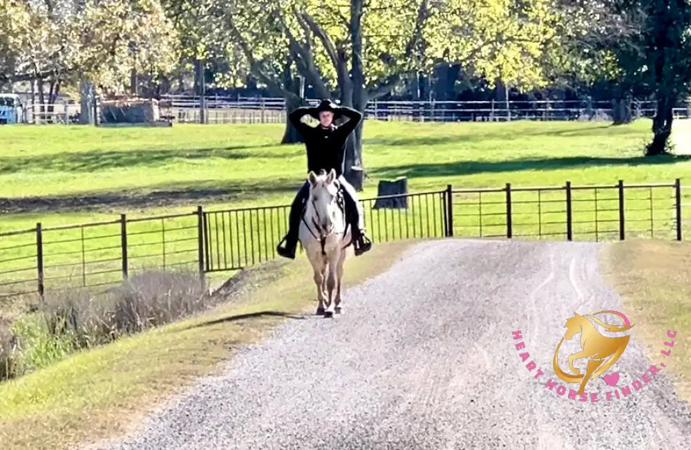 Melody - Tennessee Walking Palomino Mare