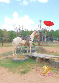 Melody - Tw Palomino Mare Horse