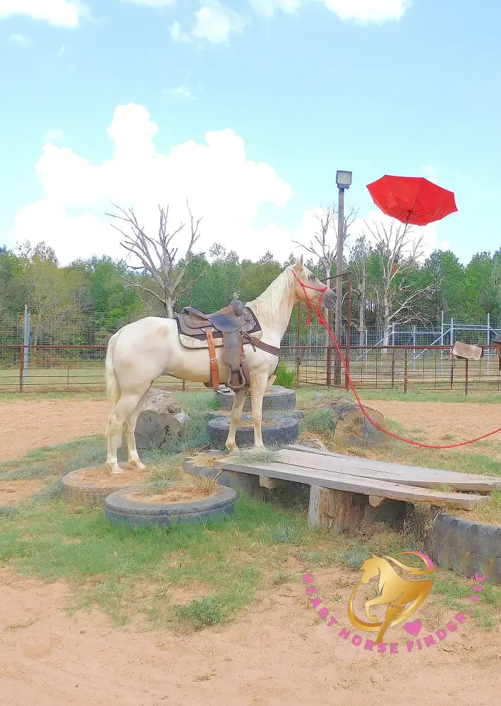 Melody - Tw Palomino Mare Horse