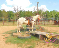 Melody - Tw Palomino Mare Horse