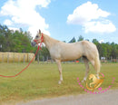 Melody - Tw Palomino Mare Horse