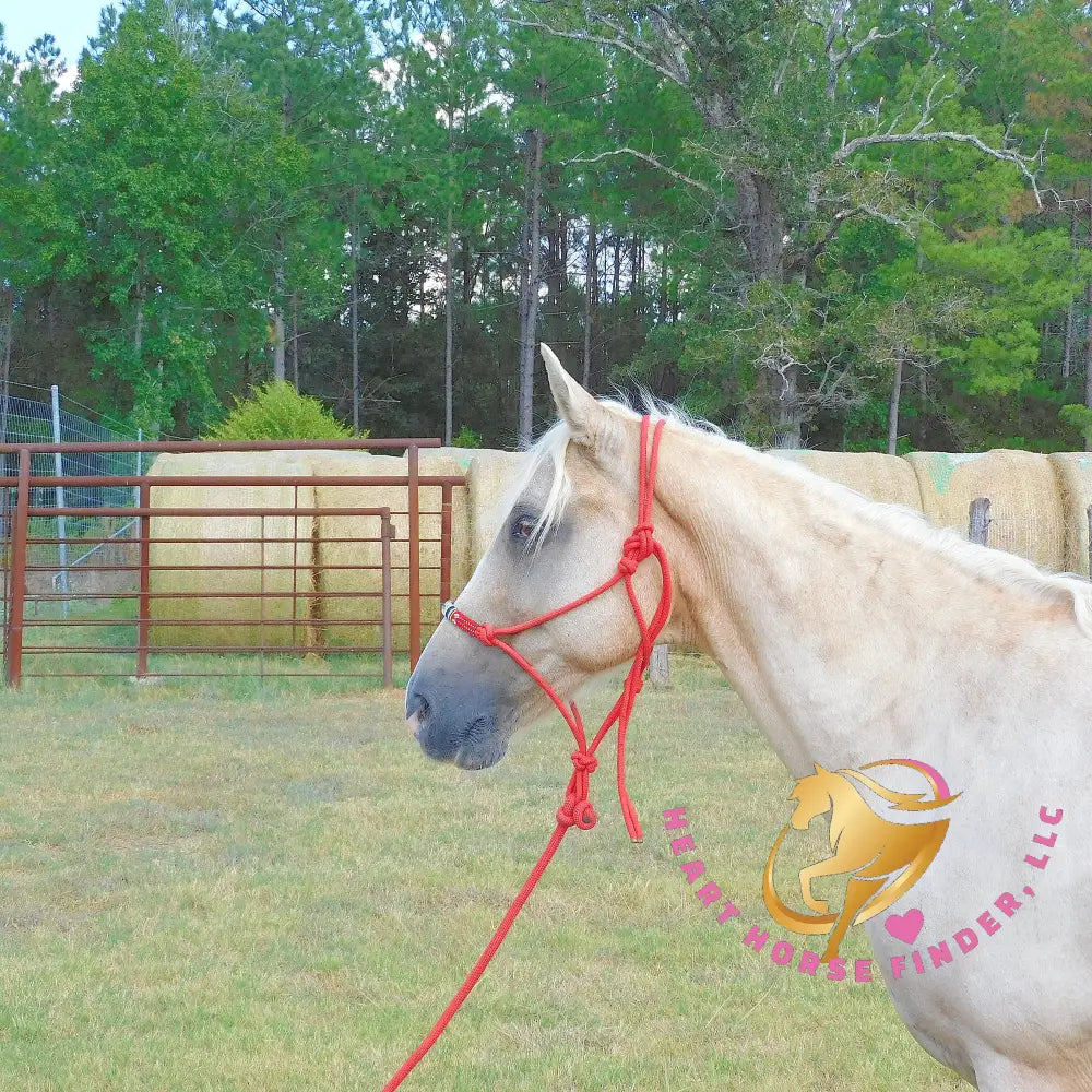 Melody - Tw Palomino Mare Horse