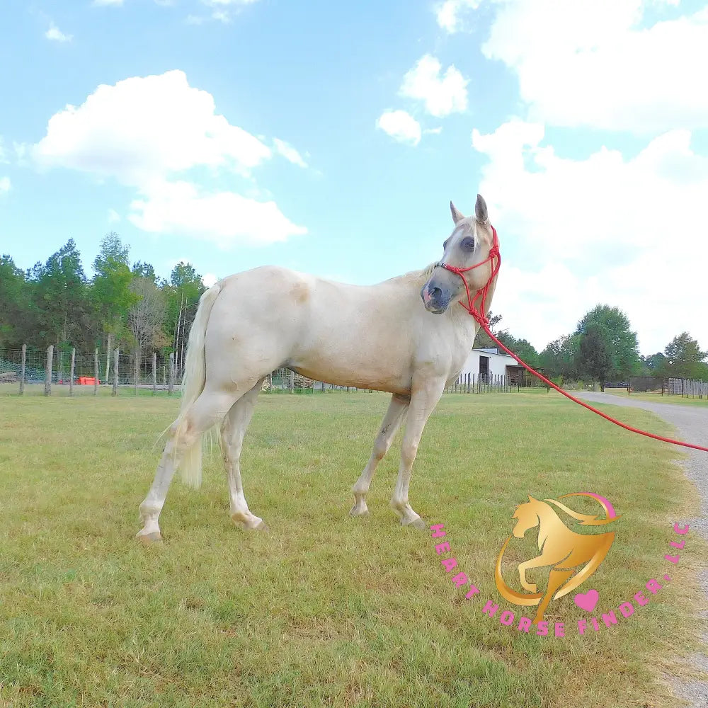 Melody - Tw Palomino Mare Horse