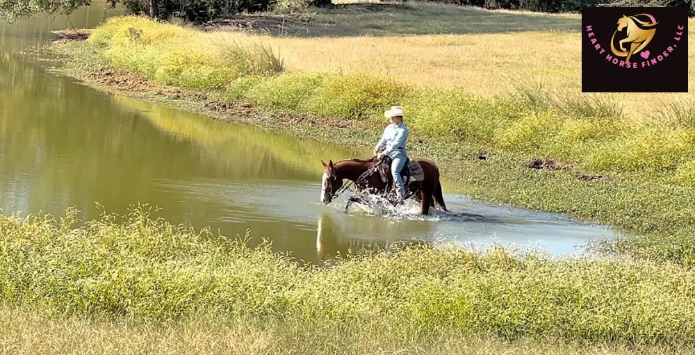 Dash - Quarter Horse