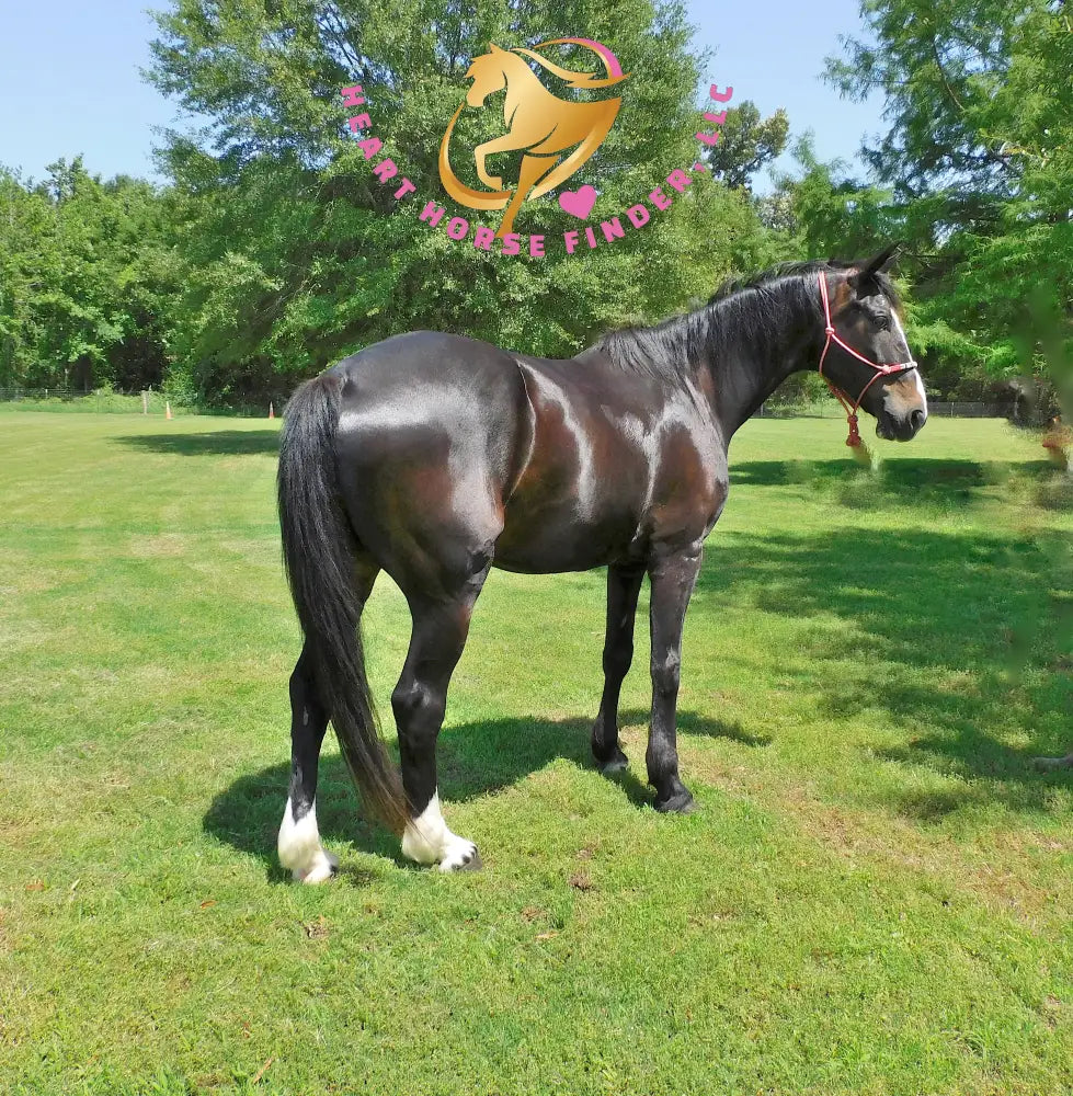 Fire - Dutch Harness