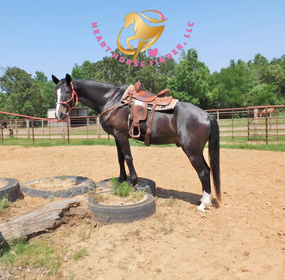 Fire - Dutch Harness Bay Horse