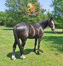 Fire - Dutch Harness Bay Horse