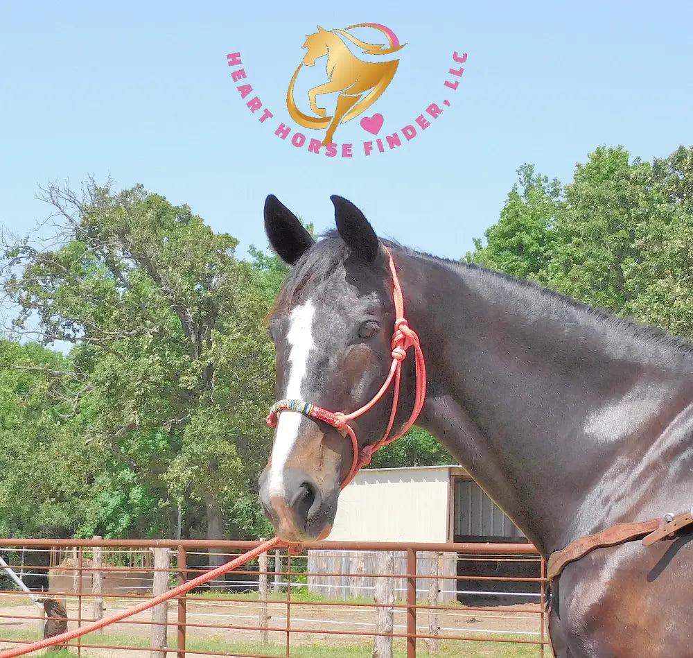 Fire - Dutch Harness Bay Horse