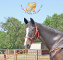 Fire - Dutch Harness Bay Horse
