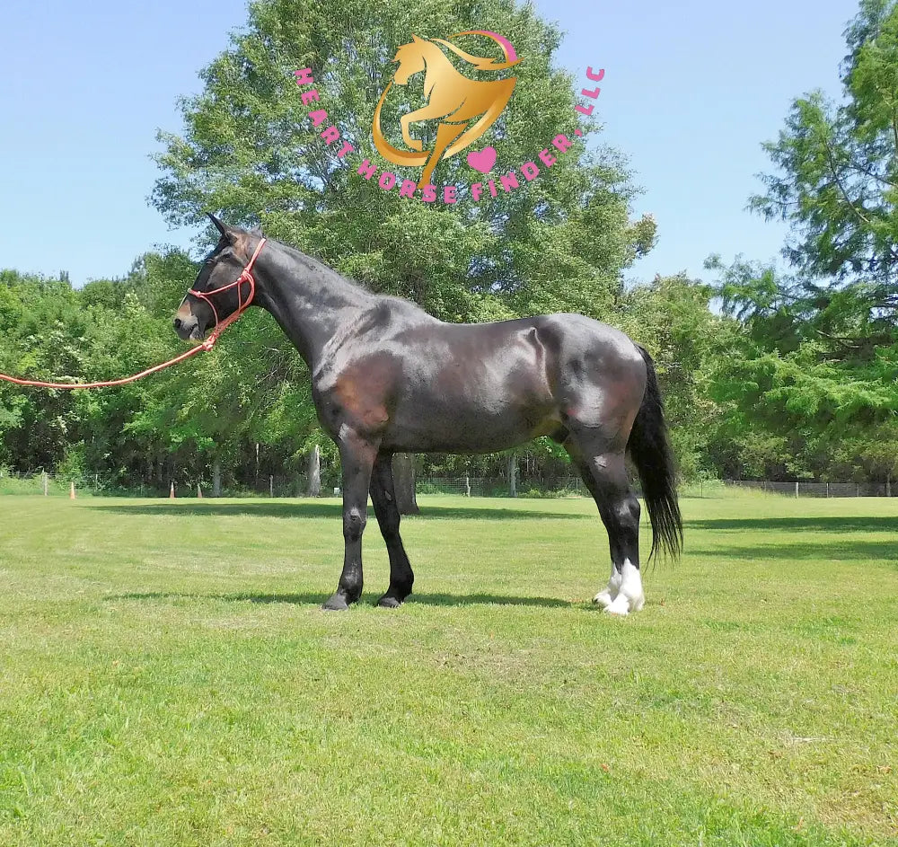 Fire - Dutch Harness Bay Horse