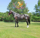 Fire - Dutch Harness Bay Horse