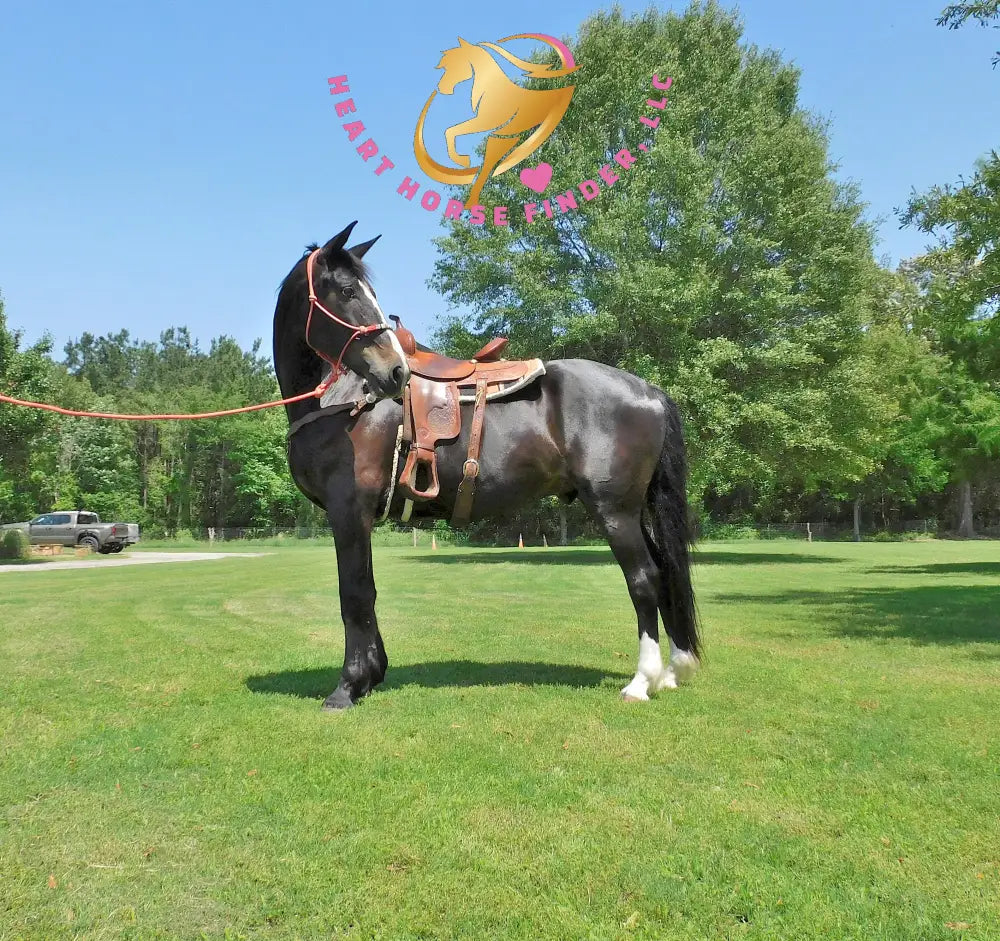 Fire - Dutch Harness
