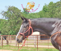Fire - Dutch Harness Bay Horse