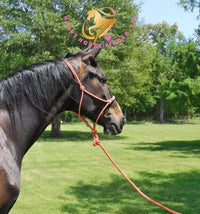 Fire - Dutch Harness Bay Horse