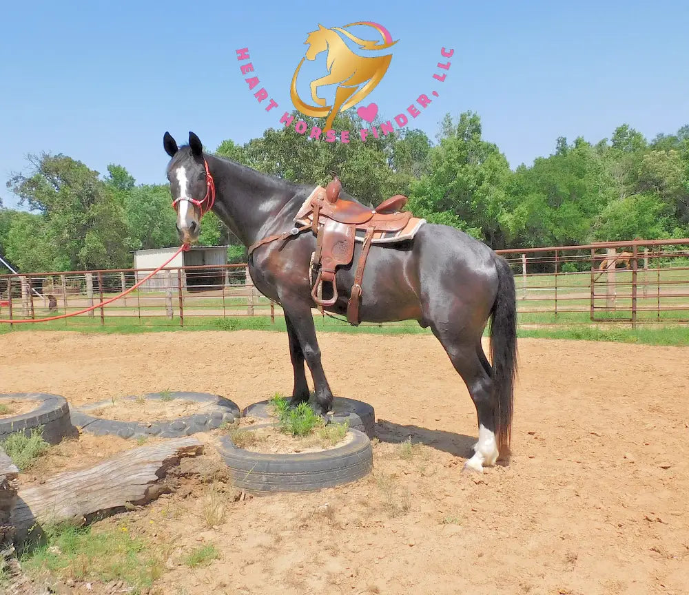 Fire - Dutch Harness Bay Horse