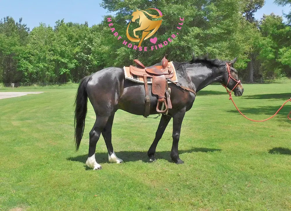 Fire - Dutch Harness Bay Horse