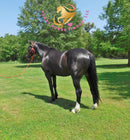 Fire - Dutch Harness Bay Horse