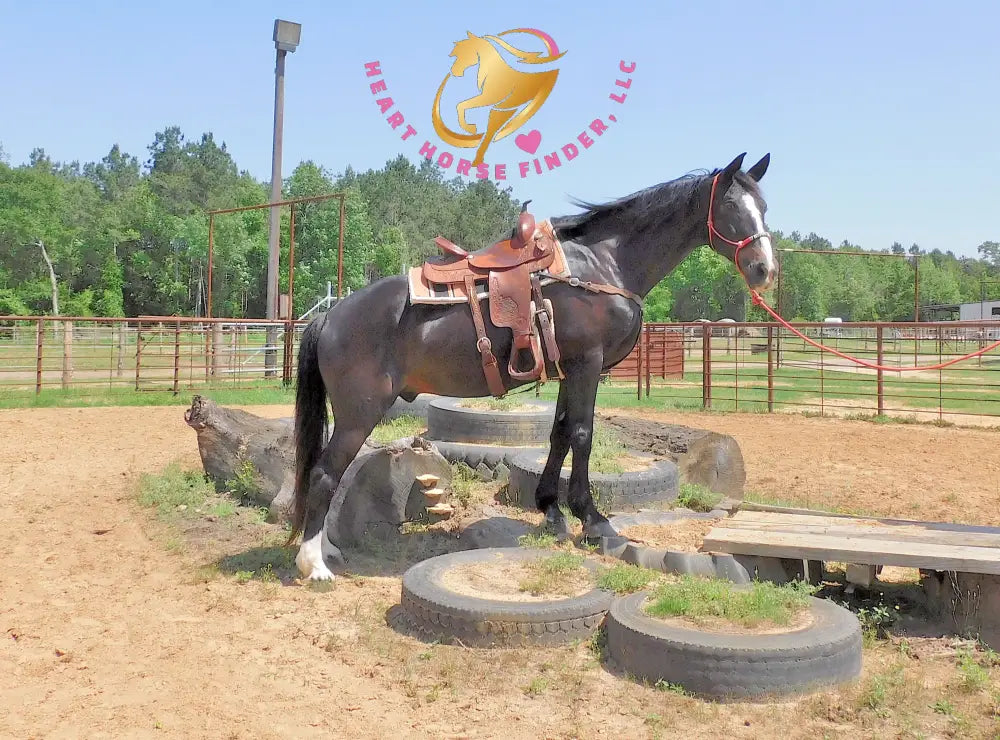 Fire - Dutch Harness Bay Horse
