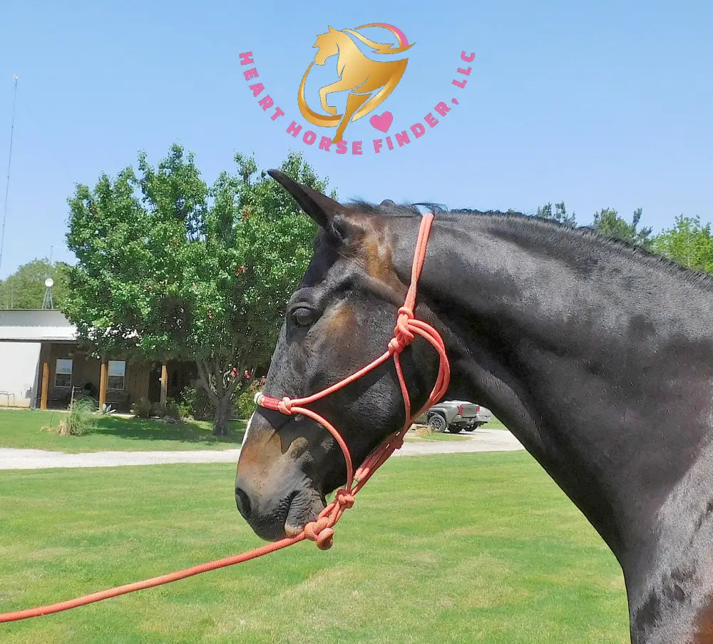 Fire - Dutch Harness Bay Horse