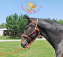 Fire - Dutch Harness Bay Horse