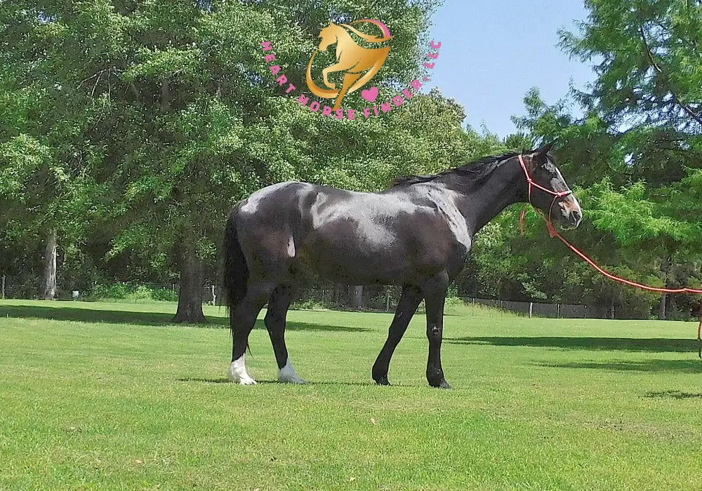 Fire - Dutch Harness Bay Horse