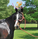 Fire - Dutch Harness Bay Horse