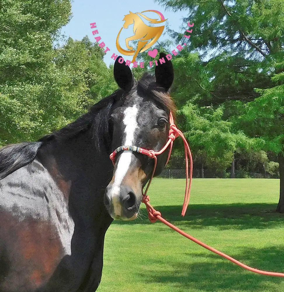 Fire - Dutch Harness Bay Horse