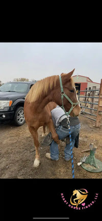 Hope - Mustang Horse