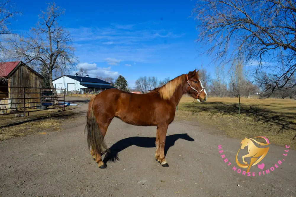 Hope - Mustang Horse