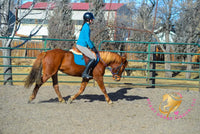 Hope - Mustang Horse