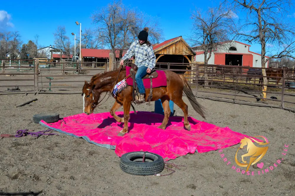 Hope - Mustang Horse