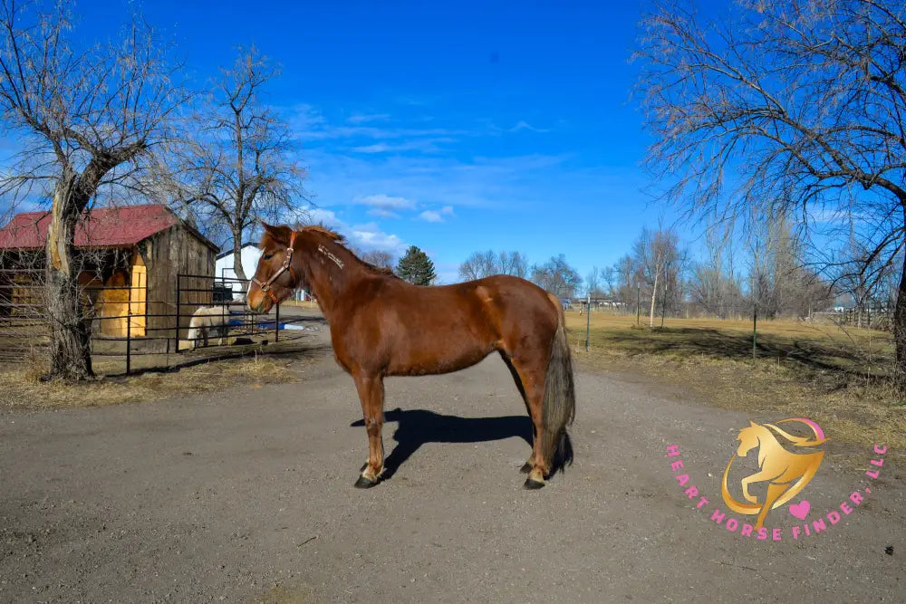 Hope - Mustang Horse
