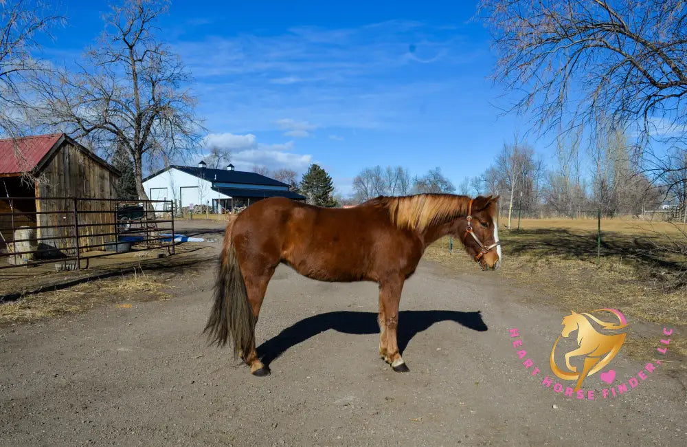 Hope - Mustang Horse