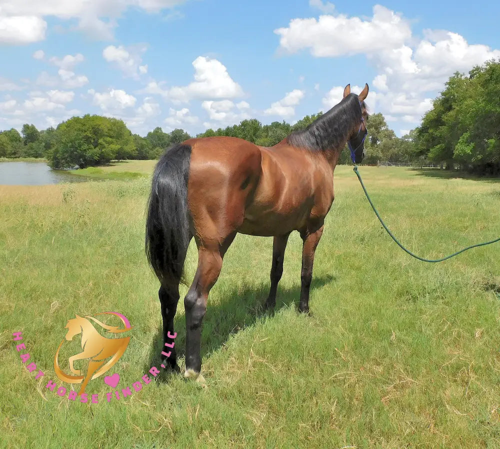 Ivan - Dutch Harness Bay Horse