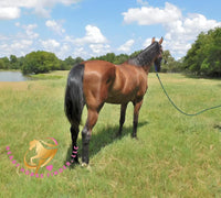 Ivan - Dutch Harness Bay Horse