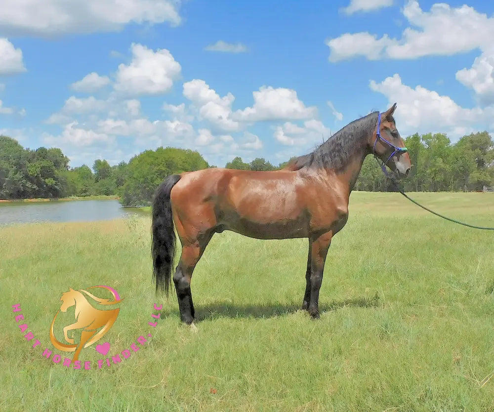 SOLD via BUYOUT - Ivan - Dutch Harness