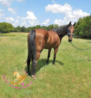 Ivan - Dutch Harness Bay Horse