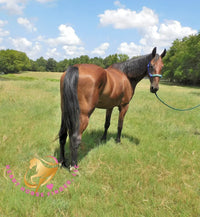 Ivan - Dutch Harness Bay Horse