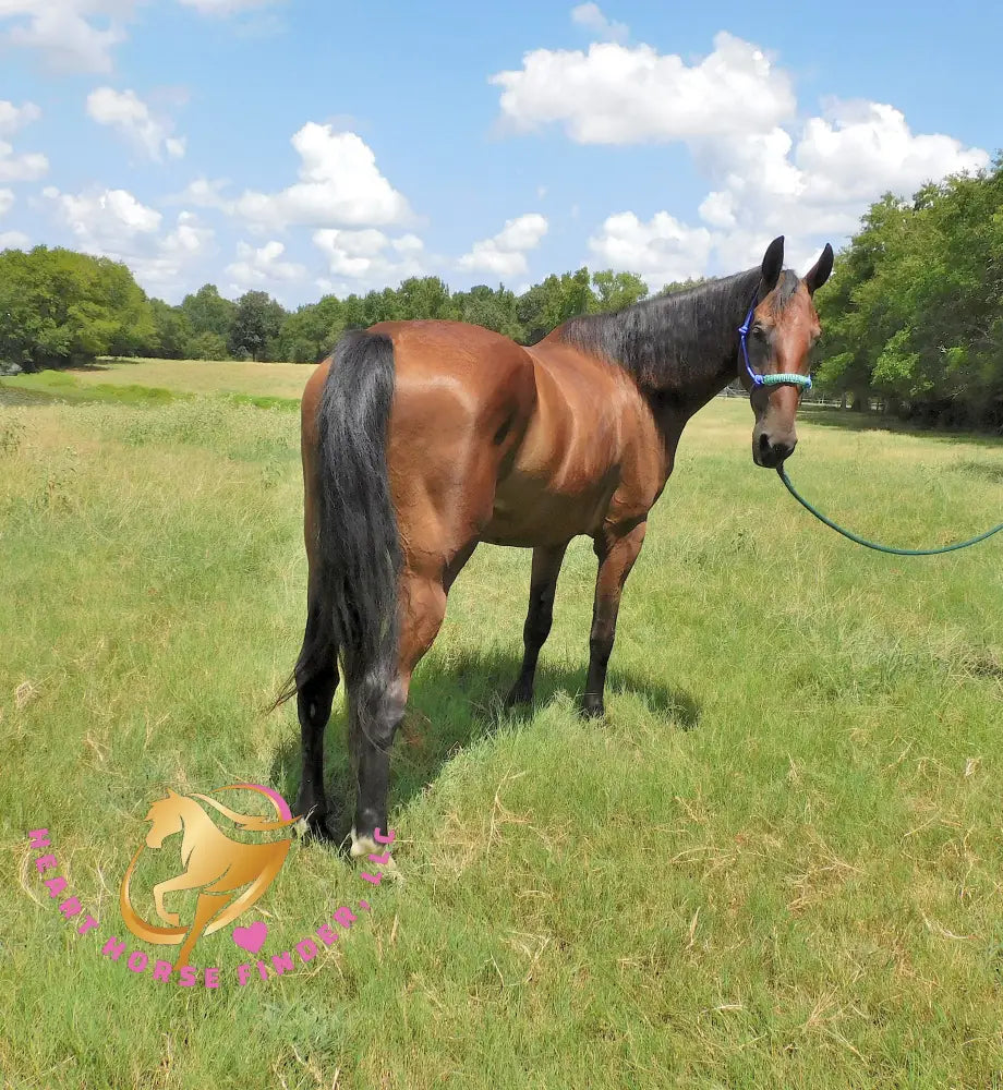 Ivan - Dutch Harness Bay Horse