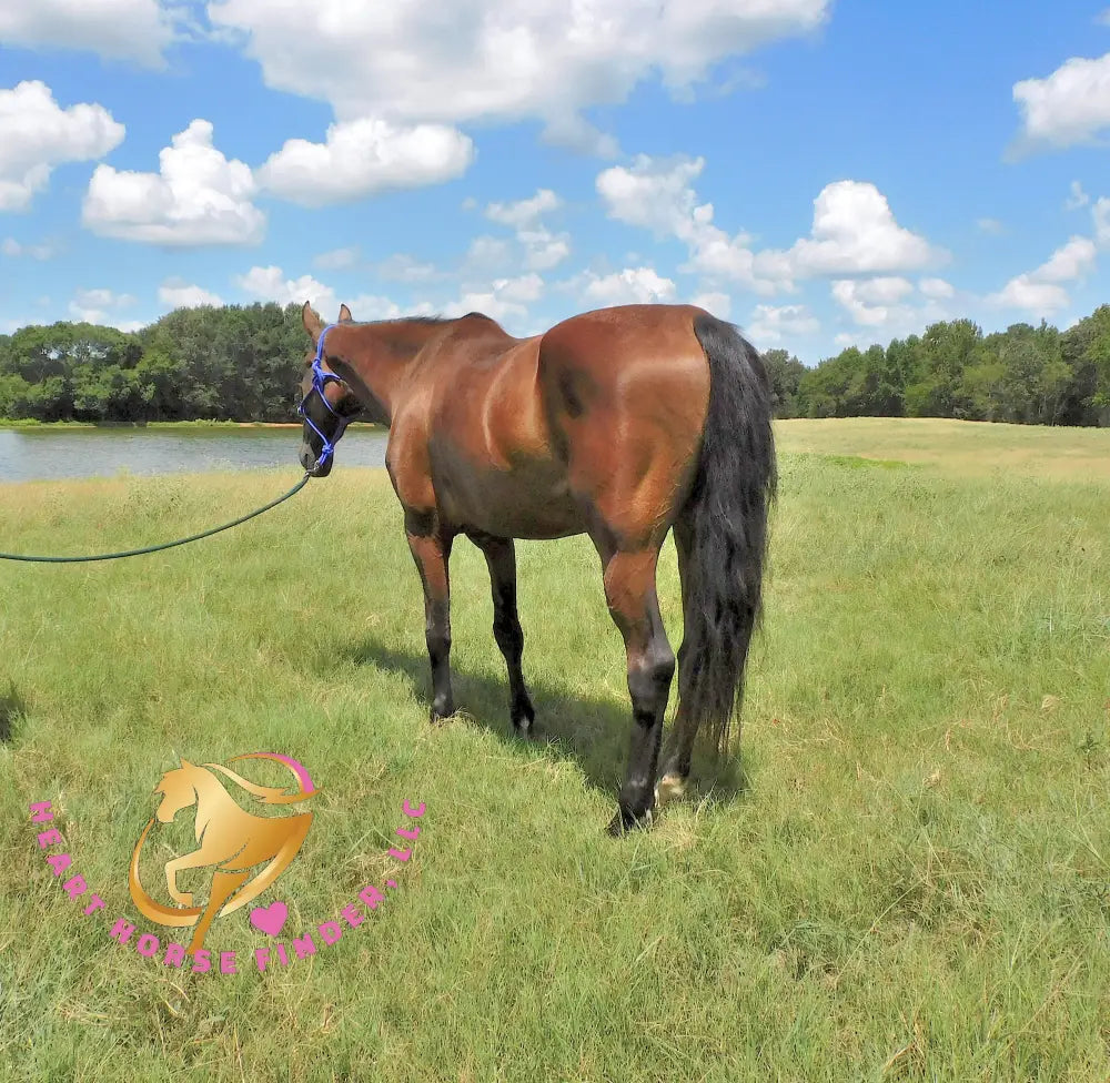 Ivan - Dutch Harness Bay Horse