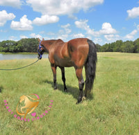Ivan - Dutch Harness Bay Horse